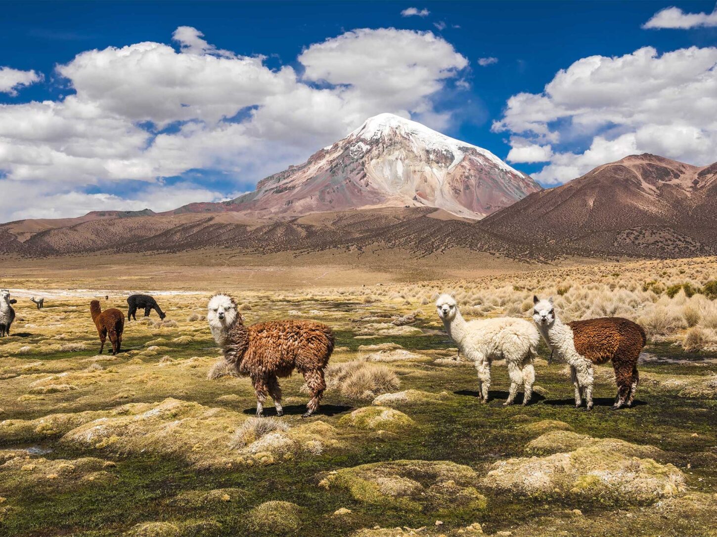 Alpakas in den Anden in Südamerika. Aus ihrer Wolle wird das Raw Yarn Alpaca Cotton hergestellt.