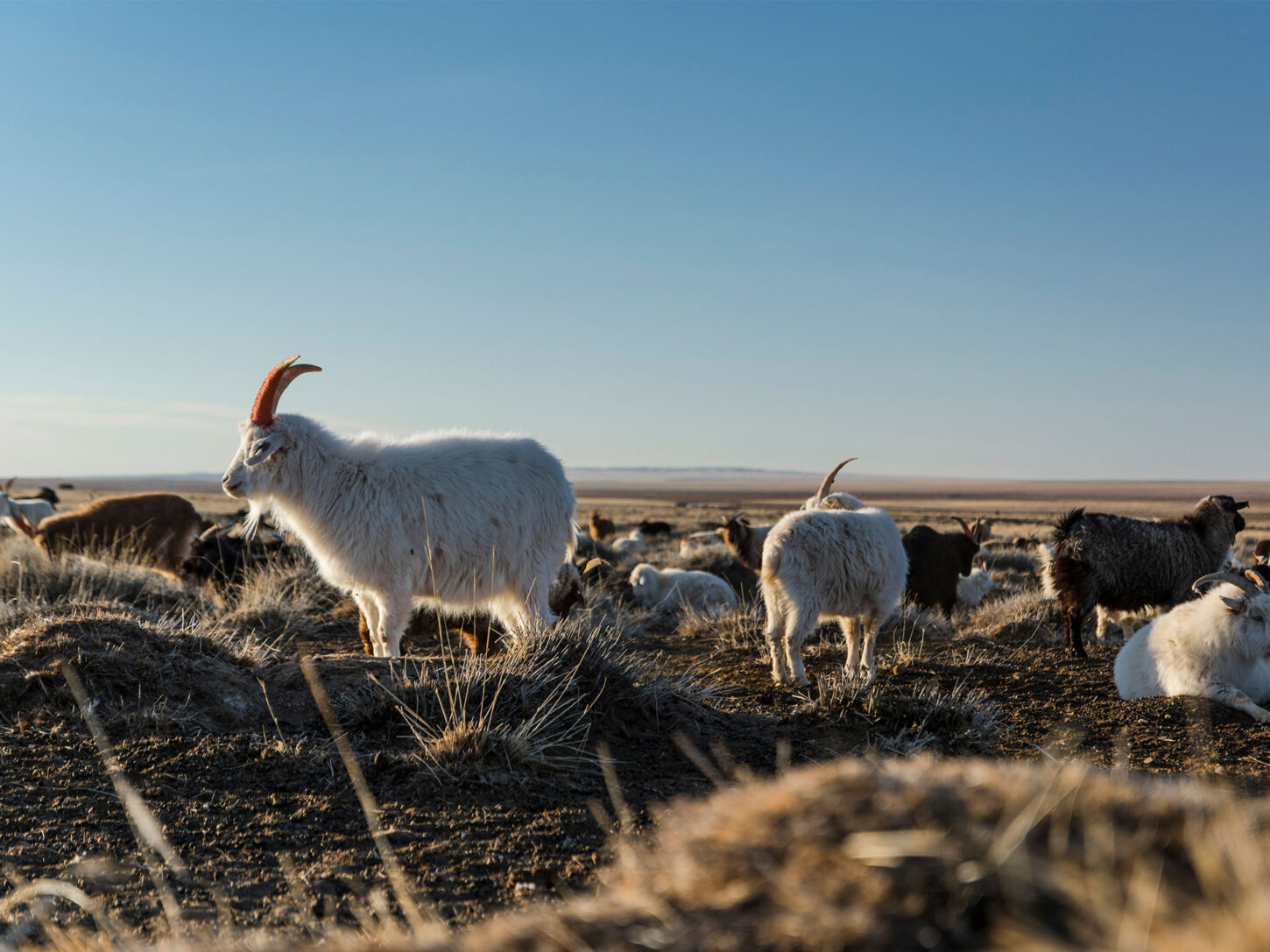 Kaschmirziegen in freier Wildbahn. Aus ihrer Wolle wir das Raw Yarn Cashmere Cotton hergestellt.