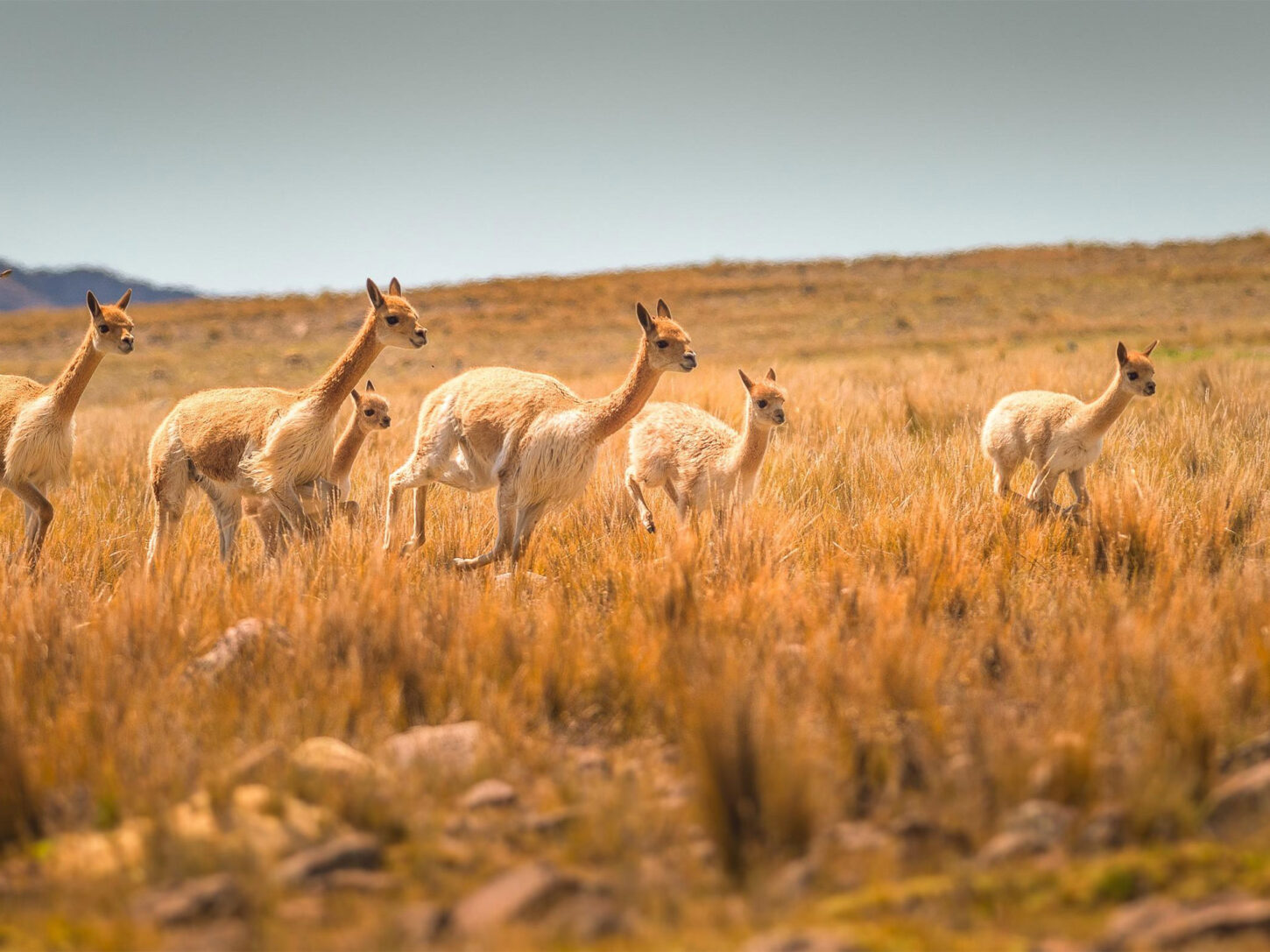 Vicuñas in freier Wildbahn. Ihre Wolle wird für die Raw Yarn Kollektion Vicuna Cotton genutzt.