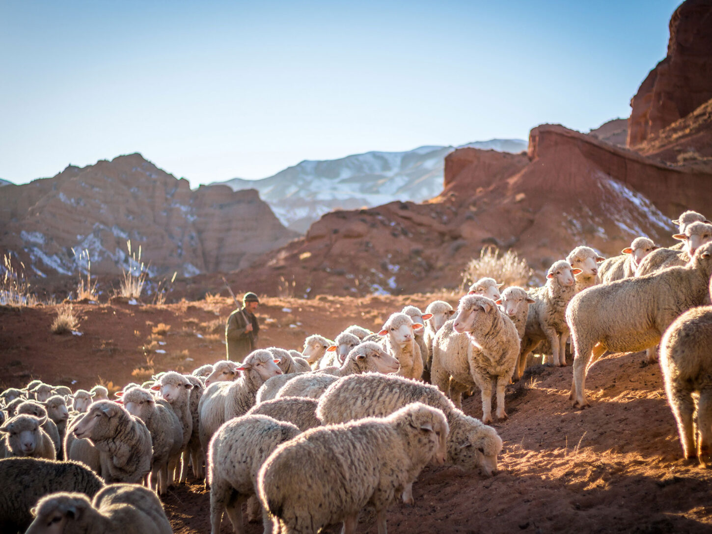 Bild einer Schafsherde, deren Wolle für unser Raw Yarn Wool Cotton genutzt wird.